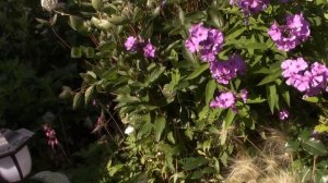 Горечавки-они такие разные! Немного редких растений.Чудо цветочек.