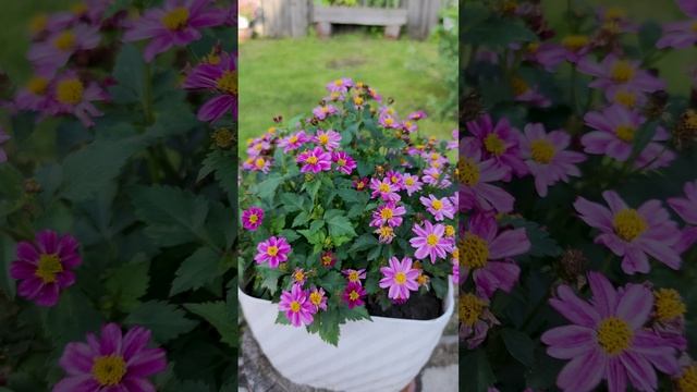 Биденс - Пинк Принцесс (Pink Princess).??