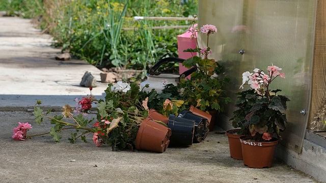 Один год из жизни селекционера пеларгоний