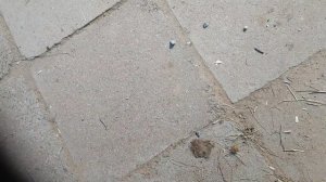 Находки во дворе своего дома.