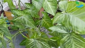 Syngonium Plant की Care कैसे करें|Syngonium Plant Care|Syngonium Plant कैसे लगाएं