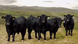 Аббердин-ангусс. Все о породе. Откорм быков на мясо. Лучшие породы КРС.