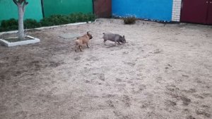 Вяжем собак, один кобель и две девчонки! Какой результат?