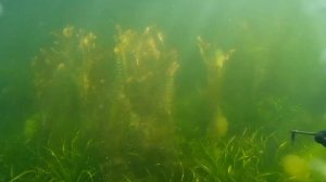 подводная охота на оз. Тургояк 2020