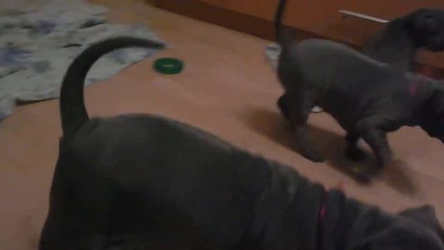 Тайский риджбек. Эти щенки продаются, тел. 8-800-30-222-09. смотреть онлайн