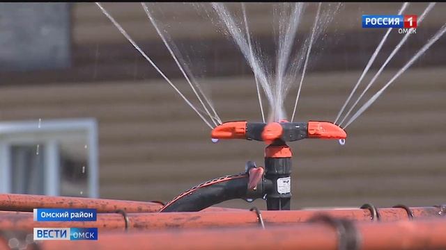 Уникальные фиолетовые сорта томатов выращивает на своем огороде омич Владимир Андерсон смотреть онлайн