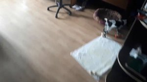 Дрессировка и натаска собаки. Русский охотничий спаниель. Поиск. Поиск перепелиного крылышка.