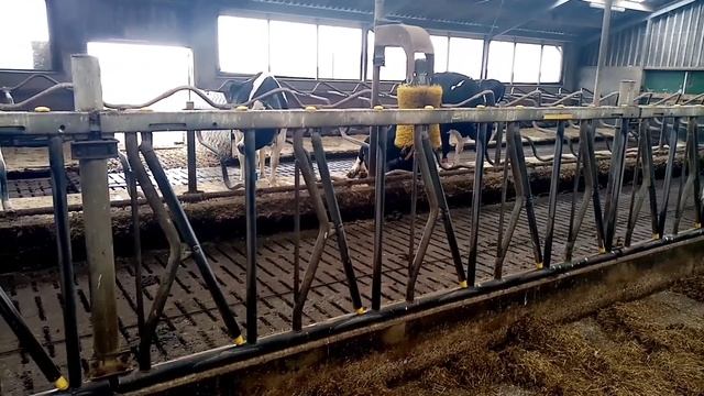 Экскурсия на ферму. Содержатся коровы в  Голландии.