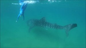 Freediving with Whale Sharks. Фридайвинг с Китовыми Акулами.