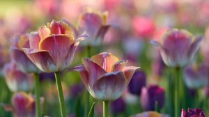 Утренняя молитва о исцелении отчаяния на русском языке