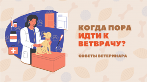 Признаки заболеваний у вашей собаки! Когда стоит идти к врачу?