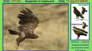 Подорлик. Голоса птиц