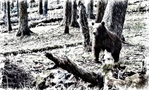 О кавказских медведях рассказал профессор Кудактин
