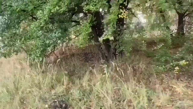 СНОВА ТРАНСЛИРУЮТ КЛОУНАДУ. ОЛЮНЯ И КОТЮНЯ.