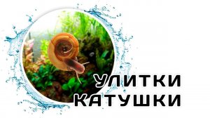 Улитки Катушки. Нужно ли бороться и как контролировать численность?