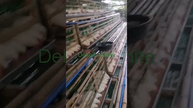 Bamboo Chicken Layer Cages | Dekalb White