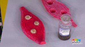 Личинки для иммунитета? Жить здорово! Фрагмент выпуска от 03.09.2019