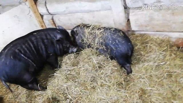 Вьетнамские свиньи, как выбрать вьетнамского поросёнка!