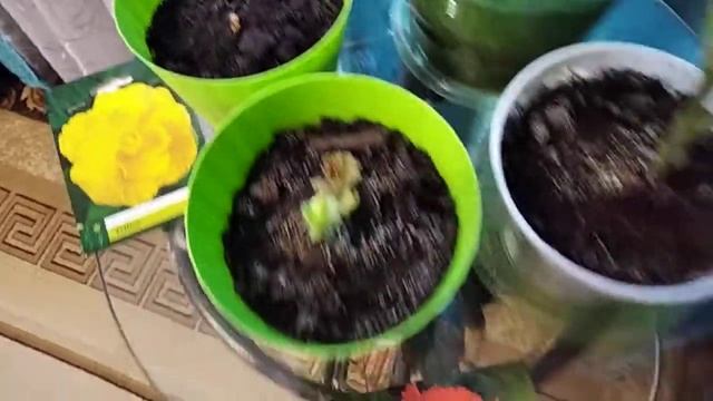 Выращивание бегонии!!! Простой способ!!! смотреть онлайн