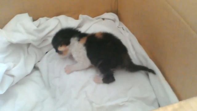 спасение котёнка (посмотрите описание) смотреть онлайн