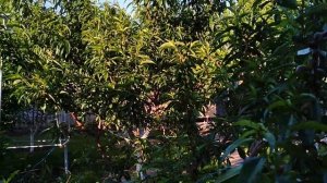 Прививки персика весной и летом - смотрим результат.Не боимся экспериментировать!