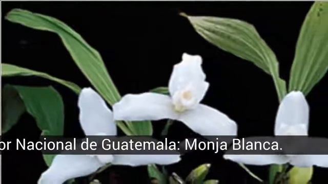 Flowers Latin american national смотреть онлайн