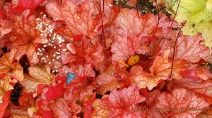 Гейхера гибридная Паприка (heuchera hybrid paprika) ? обзор: как сажать, саженцы гейхеры Паприка