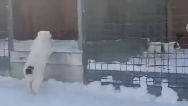 Щенки алабая из питомника "Белый Лекарь" http://www.beliy-lekar.ru смотреть онлайн