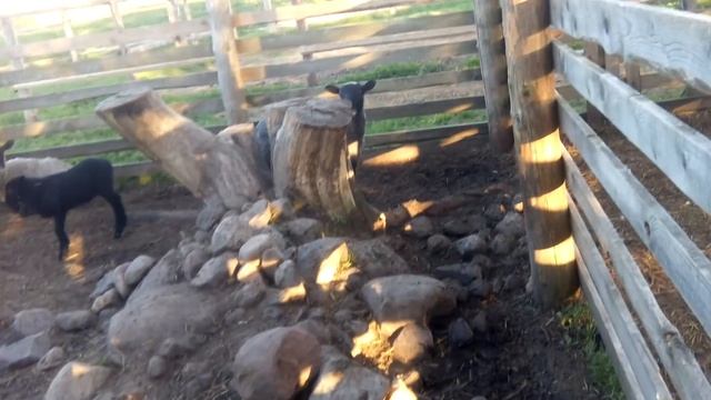 Эти забавные животные/ Баран отличился смотреть онлайн