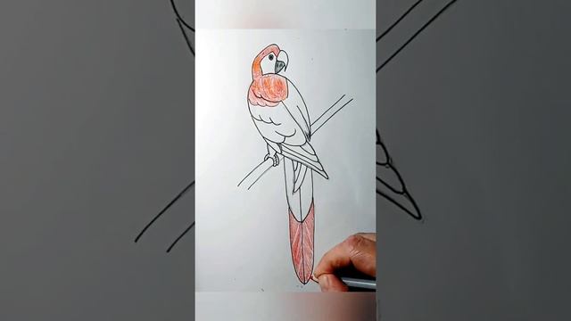 Попугай смотреть онлайн