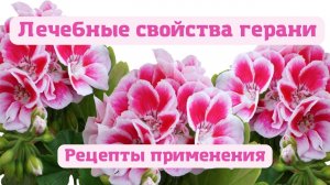 Лечебные свойства герани.Рецепты применения пеларгонии.
Комнатные растения. которые лечат.