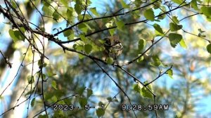 Зяблик поёт Шикарное пения зяблика /отличный вокалист голос зяблика /зеленая ящерица виды ящериц