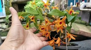 Dendrobium Chantaboon Sunrise