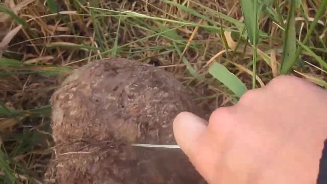 Гриб-старая мочалка. Головач гигантский (дождевик). Лангермания гигантская (Calvatia gigantea)