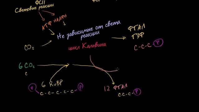 № 6 Фотосинтез  цикл Кальвина
