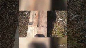 Как легко извлечь гвоздь из доски без гвоздодера, вручную!