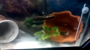 Нерест нанокары.