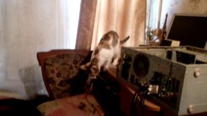 Охота  на охоту