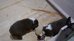 Щенки австралийской овчарки –  три недели! (Puppies Australian Shepherd - three weeks!)