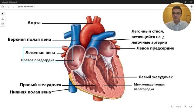 СЕРДЦЕ строение анатомия ЕГЭ ОГЭ