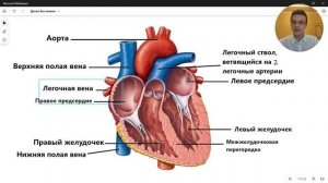 СЕРДЦЕ строение анатомия ЕГЭ ОГЭ