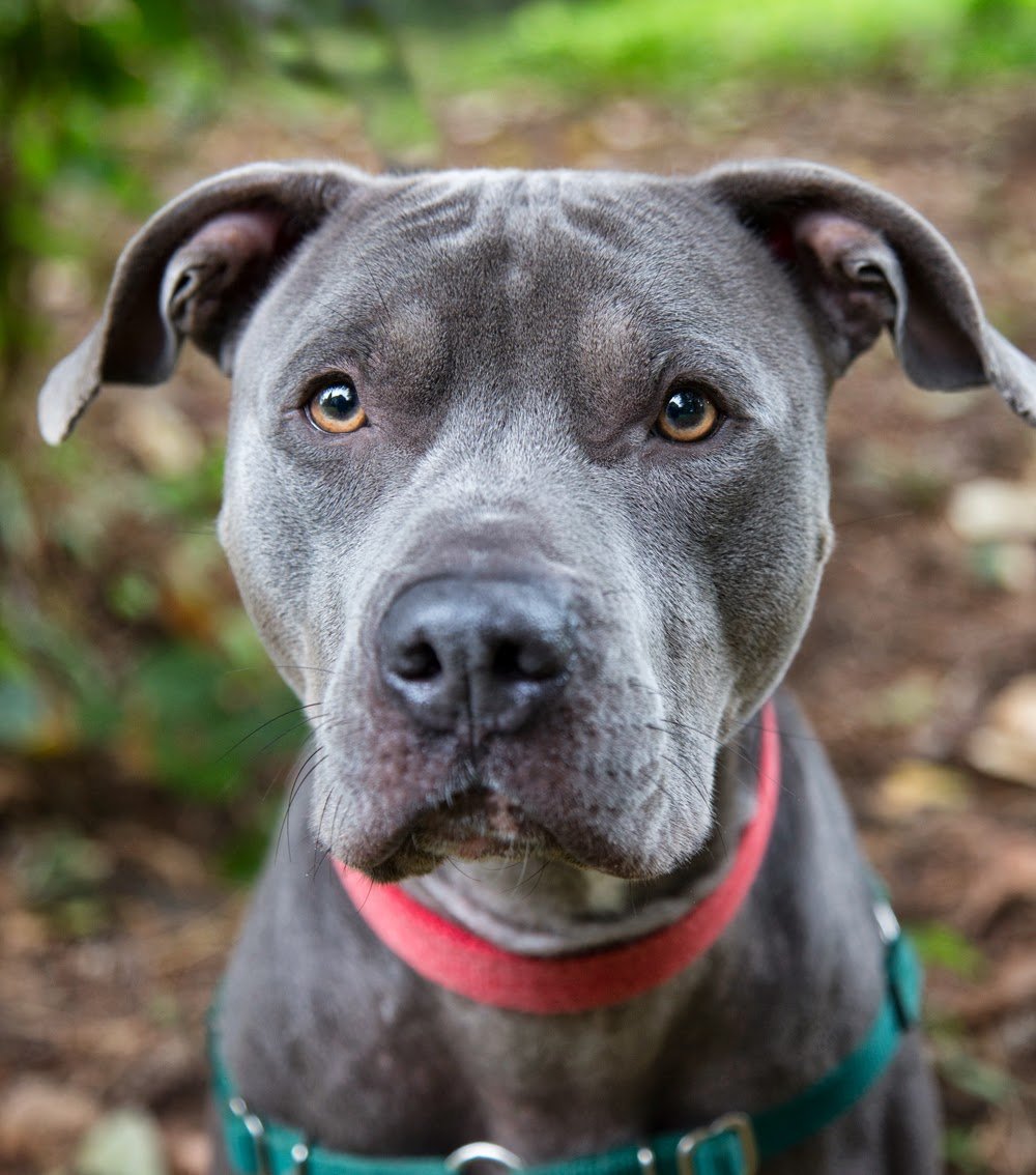 Собака-не только лучший друг,но и... смотреть онлайн