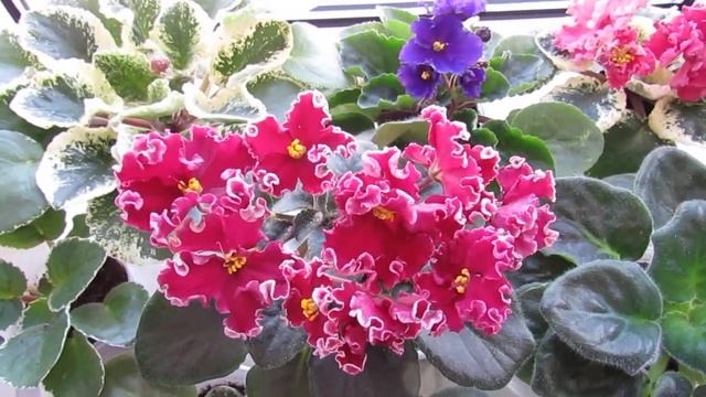 ЗАЦВЕТАЮЩИЕ СТАРТЕРЫ ФИАЛОК! смотреть онлайн