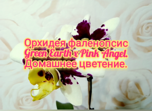 Орхидея фаленопсис Green Earth x Pink Angel (Зеленая Земля x Розовый Ангел). Домашнее цветение.