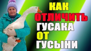 Как отличить гусака от гусыни. Зимнее содержание гусей,
