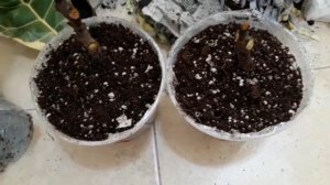 Фикус Лирата вариегатная/неадапт/ожидание и реальность?