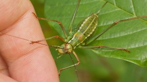 Что на завтрак у кузнечика. Фауна Беларуси / Микропланета