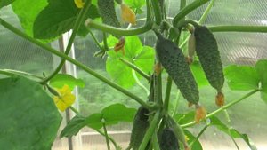 Огурцы после фитоверма.