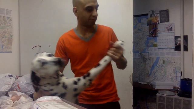 Lucky TearDrop Wants Private Time - Dalmatian Dog stands up and turns off Laptop