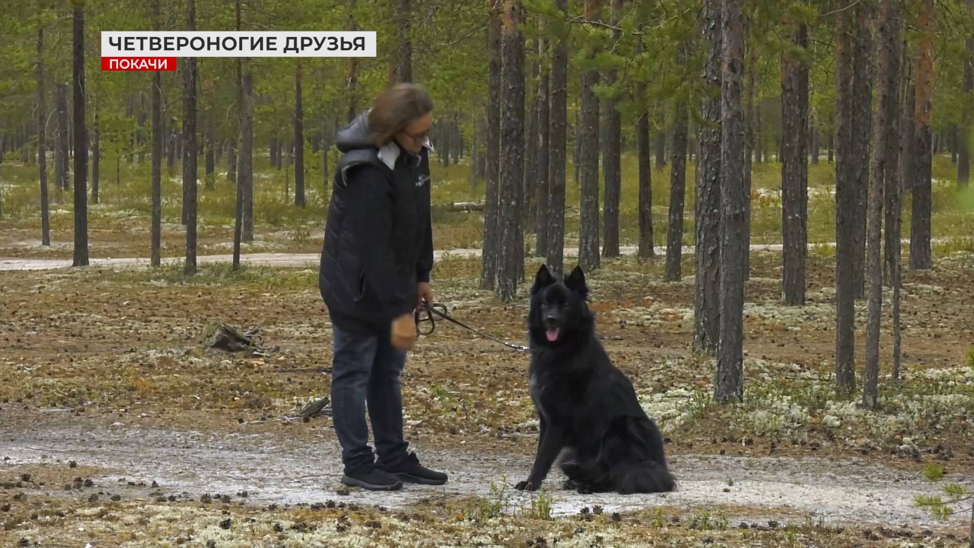 Сегодня Всемирный день бездомных животных